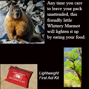 Marmot