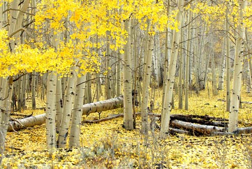 Aspen Colorado Rockies