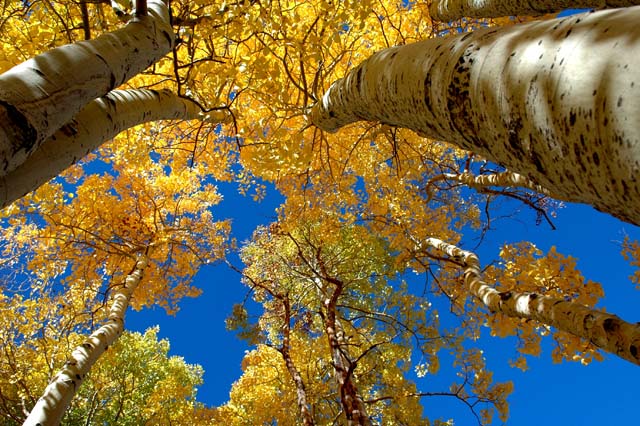 Aspens near June Lake Sierra Nevada