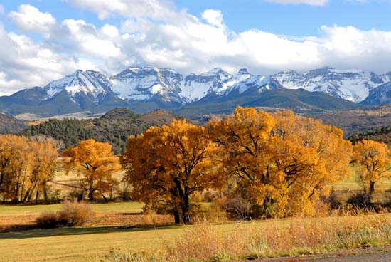 Fall Cottonwoods near Dallas Divide Colorado