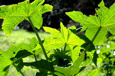  Chlorophyll At Work