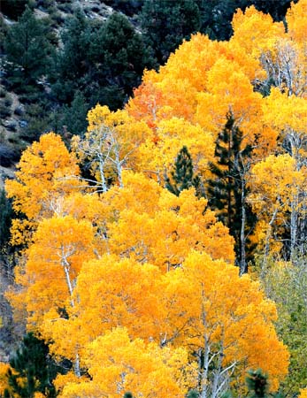 South Fork Bishop Canyon Sierra Nevada