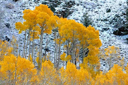 Bishop Canyon Sierra Nevada