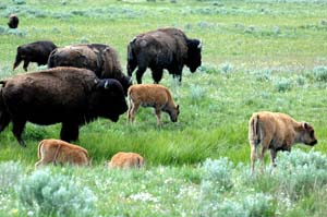 Buffalo Grand Teton