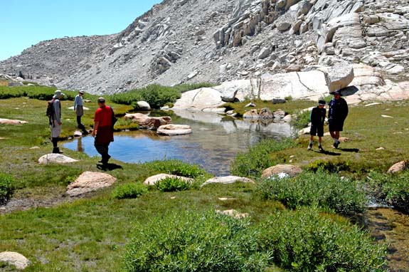 Sierra Nevada Alpine Meadow (above 12,000 Feet)