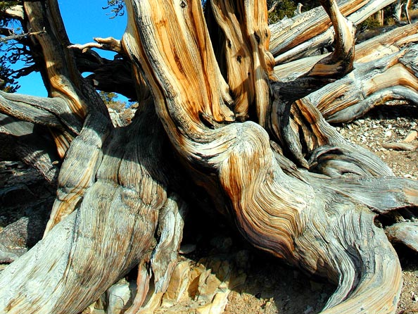 Gnarled Bristlecone Pine Base