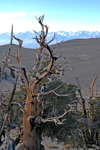 Bristlecone Pine