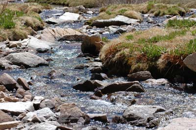 Trailside Meadow Stream