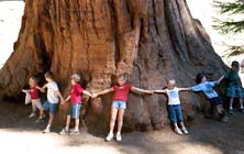 Giant Sequoia
