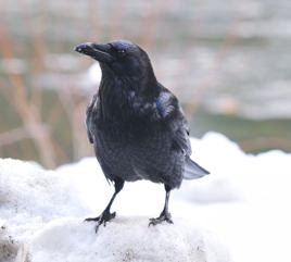 Crow